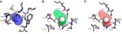 In Silico Evaluation of Enzymatic Tunnels in the Biotransformation of α-Tocopherol Esters